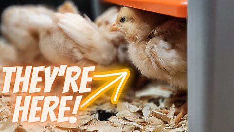 They're Here! | Raising Baby Chicks