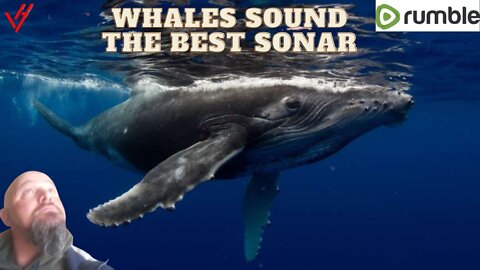 Whales sound the best sonar