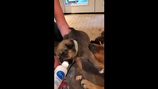 Puppy adorably air swims during bottle feeding session