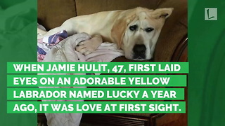 She Takes One Look at Abused Dog’s Funny Face and Immediately Says ‘I Want Him’