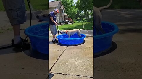 My Rescue Dog Loves Playing With The Hose And In His Pool