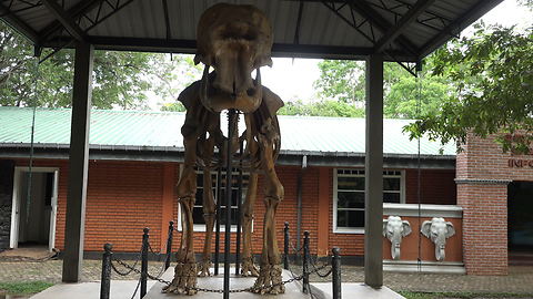 Skeleton of elephant at Udawalawe elephant transit home, Sri Lanka 4k/30fps