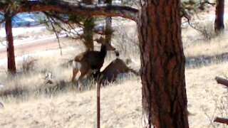 Baby Deer Nursing in the Pines