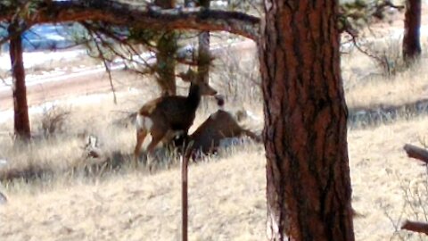 Baby Deer Nursing in the Pines