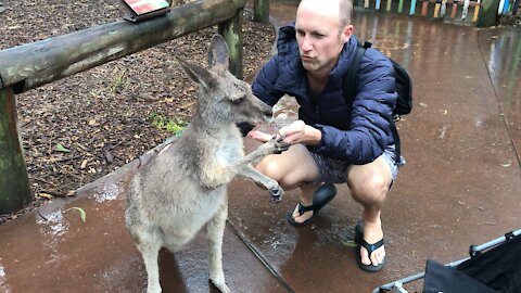 Meet the Wallaby