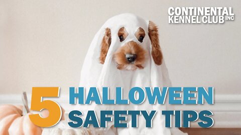 5 Halloween Safety Tips for Dogs | CKC's Talkin' Dogs List Show