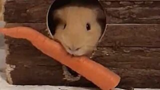 Guinea pig's unable to get carrot into cage