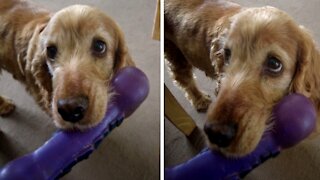 Dog finds her purple bone