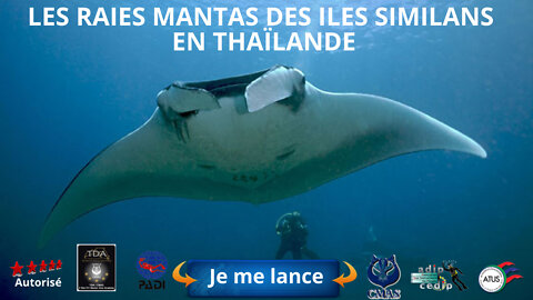 🐋les raies #Mantas des iles Similans en Thaïlande et d’Asie