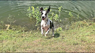 Splashing And Dashing Great Dane Loves To Run Zoomies