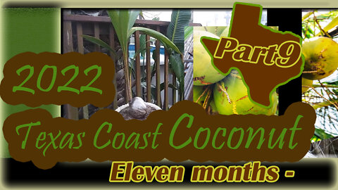 Texas Coast Coconut. 11 months and back outside.