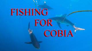 Catching Cobia in a school of sharks - Ep 20