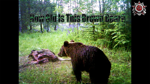 A One-Eyed Brown Bear, A Nervous Brown Bear And Dead Moose - Wild Life Trail Cam Video