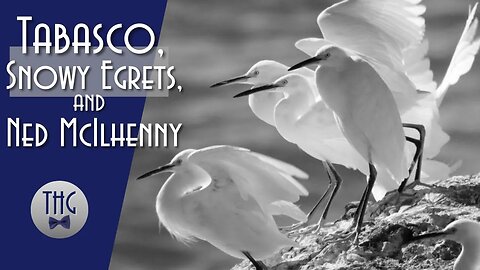 Tabasco Sauce, Snowy Egrets, and Ned McIlhenny