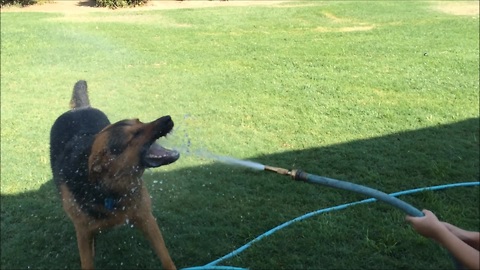 Cute toddler and dog play with water hose
