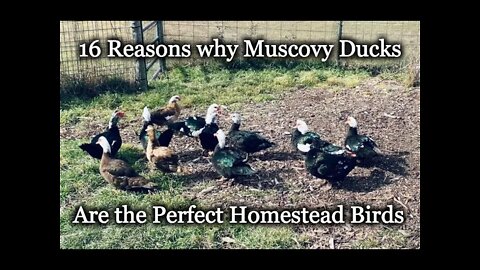 16 Reasons Why Muscovy Ducks are the Perfect Homestead Bird - Epi-3017
