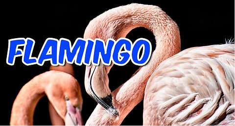 FLAMINGOS | لال سَر