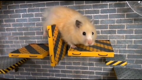 Hamster Maze Escape Episode 4