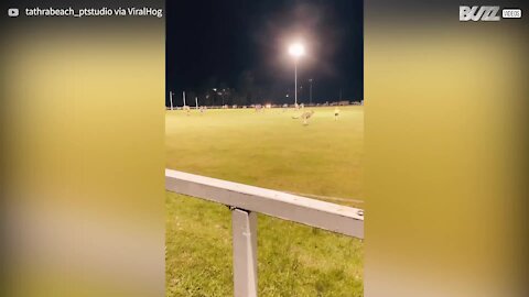 Des kangourous envahissent un stade de football en plein match