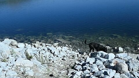 Dutch Shepherd finds out how cold the Water is @ TwinLakes Colorado