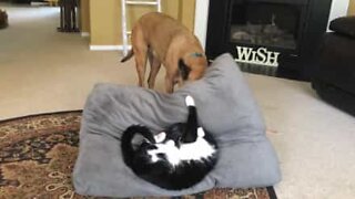 Dog kicks cat out of his bed