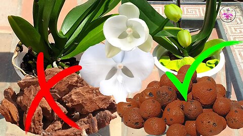 ⚡️BLITZ⚡️ Tutorial on Transitioning Phalaenopsis Orchid from ORGANIC to INORGANIC media#ninjaorchids