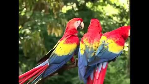parrot 🦜🐦
