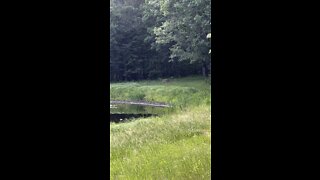 Deer in the woods (4k)