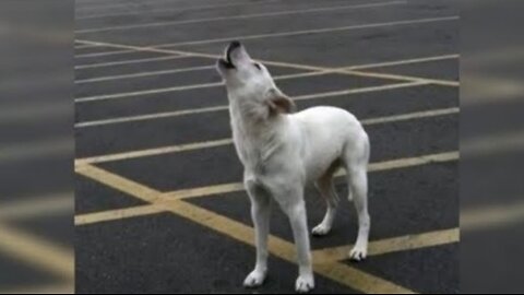 She was howling desperately waiting for her family to return