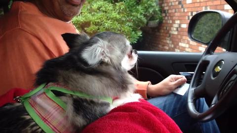 Puppuccino Puppy Is Obsessed With Starbucks Whipped Cream