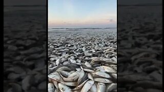 Tens of thousands of dead fish found washed up along Texas beach.