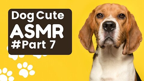 Dog cute ASMR clips Part 7