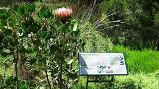 SOUTH AFRICA - Cape Town - Kirstenbosch National Botanical Garden (Video) (vHb)