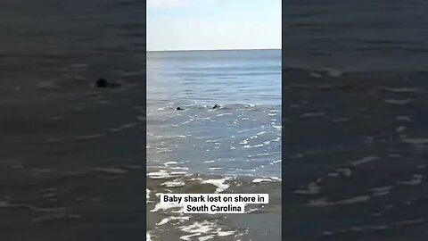 Baby shark lost on shore in South Carolina beach. But found its way! #shark #babyshark #sharks