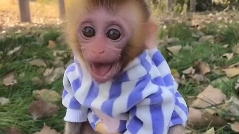 Baby monkey wants to drink milk