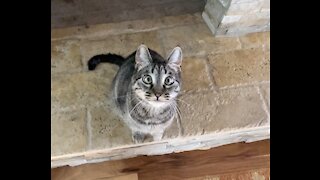 Cute cross eyed kitty cat