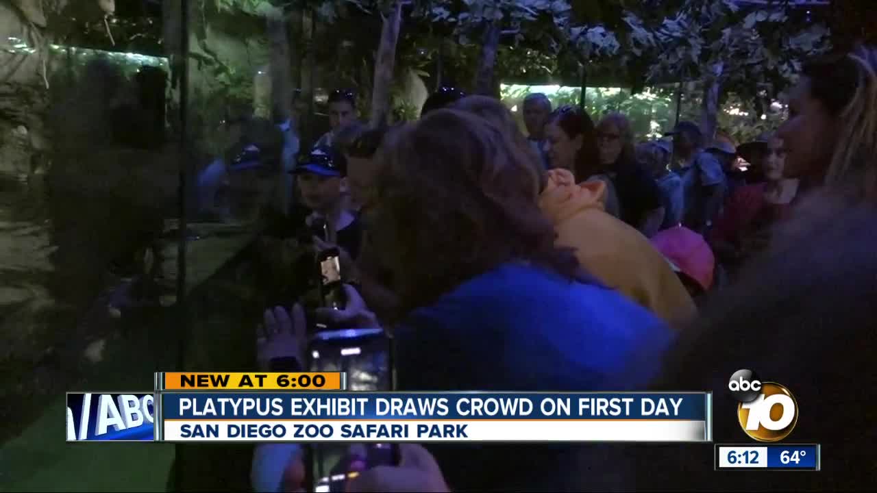 San Diego zoo platypuses draw crowd