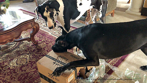 Clever Great Danes Open Amazon Box With Scooby Snacks