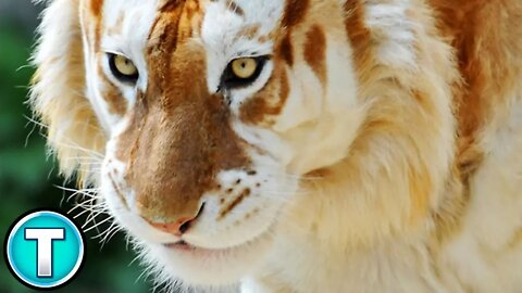 The Golden Tiger