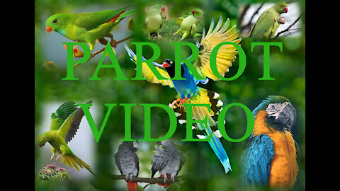 Parrots in the world 3073
