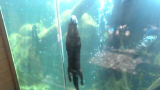 River otter at the zoo performs loop-de-loops for spectators