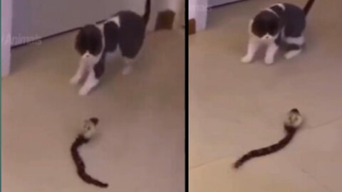 Cat afraid to snake funny video