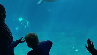 Curious Beluga Whale Scares Kid, Causing Him To Fall Over