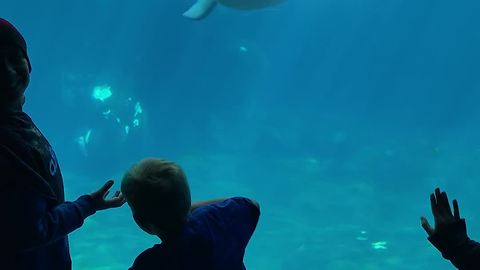 Curious Beluga Whale Scares Kid, Causing Him To Fall Over