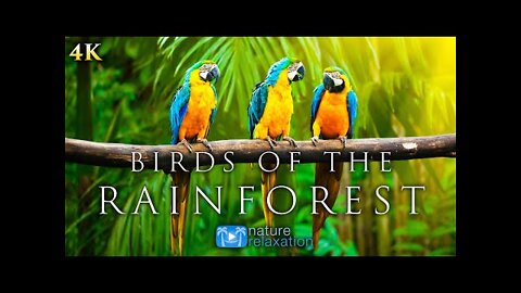 (4K) Breathtaking Colorful Birds of the Rainforest - 1HR Wildlife Nature Film + Jungle Sounds in UHD