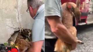 First responders help rescue baby deer stuck in drain pipe