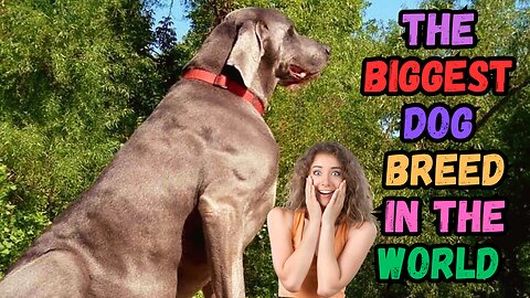 Top 10 biggest dog breeds in the world that will undoubtedly capture your attention!