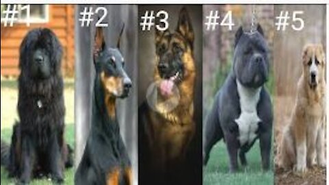 TOP 5 MOST DANGEROUS BREED OF DOGS IN WHOLE WORLD __#dog