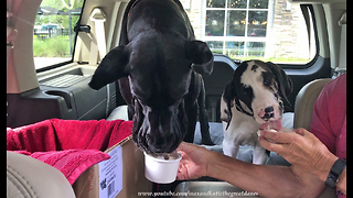 Great Dane and Puppy Enjoy Their First Ice Cream Road Trip