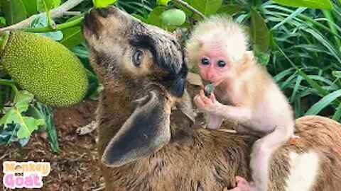 Baby Monkey clinging goat to not left alone